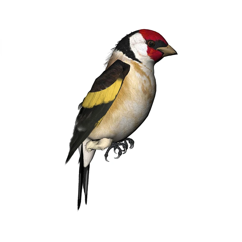 New Design for Tinsel Finches  - Weight Plate Bumper บทวิจารณ์และราคา